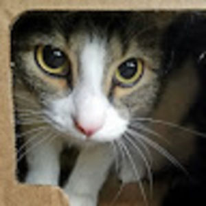 Meet your Posher, Meow